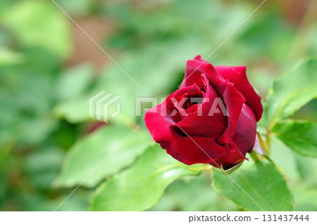 一朵紅玫瑰 一朵紅玫瑰 131437444