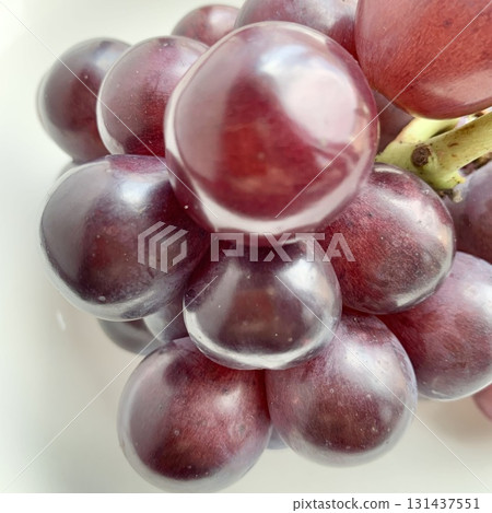 Photo material: Beautifully shining autumn flavor, Pione Photo material: Beautifully shining autumn flavor, Pione 131437551