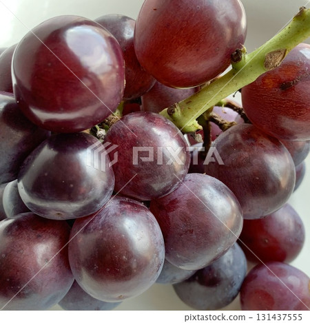 圖片素材:閃耀美麗秋日氣息,Pione 圖片素材:閃耀美麗秋日氣息,Pione 131437555