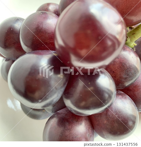 Photo material: Beautifully shining autumn flavor, Pione 131437556