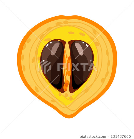 Canistel slice is a egg fruit sweet tropical plant vector illustration 131437660