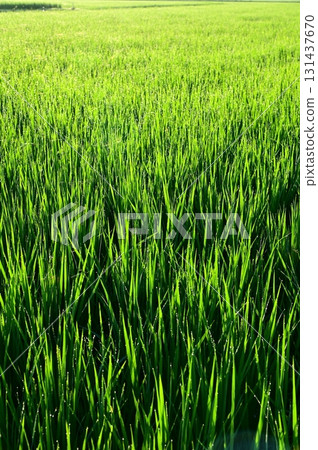 抽穗期帶有晨露的水稻植株 抽穗期帶有晨露的水稻植株 131437670