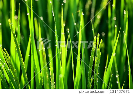 Rice plants with morning dew at the heading stage 131437671