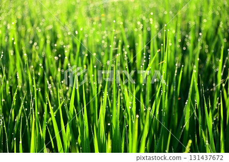 抽穗期帶有晨露的水稻植株 131437672