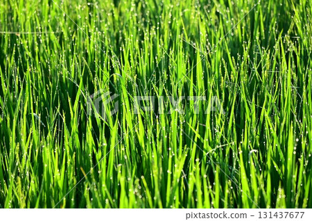 Rice plants with morning dew at the heading stage 131437677