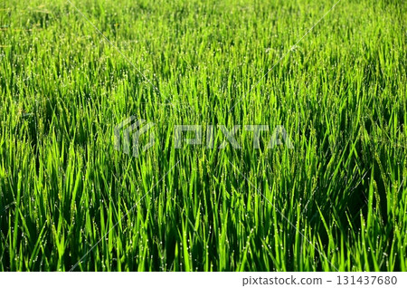 Rice plants with morning dew at the heading stage Rice plants with morning dew at the heading stage 131437680