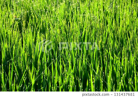 抽穗期帶有晨露的水稻植株 131437681