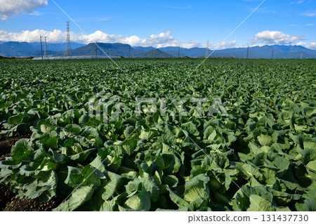 捲心菜田、上越至尾瀨的山脈、赤城高原、昭和村 131437730