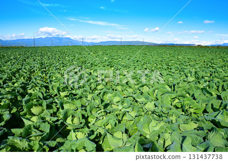捲心菜田、尾瀨山脈、赤城高原、昭和村 131437738
