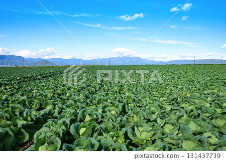 捲心菜田、尾瀨山脈、赤城高原、昭和村 131437739