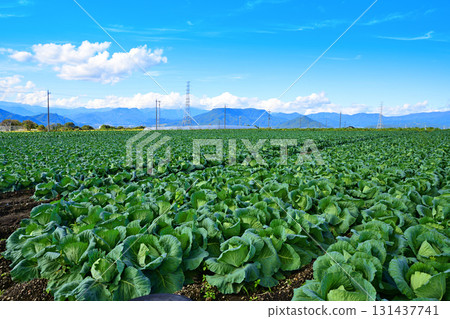 Cabbage fields, Joetsu mountain range, Akagi Plateau, Showa Village 131437741