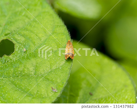 帶有水滴的中國楝蛾 131437982