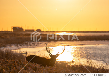 北海道野付半島晨曦中漂浮的蝦夷鹿風景 131438032