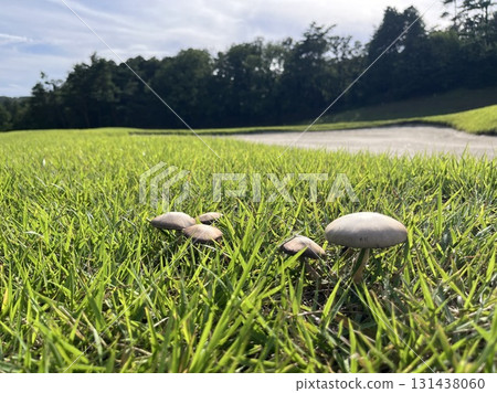 Daily life at a golf course Daily life at a golf course 131438060