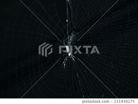等待獵物 等待獵物 131438175