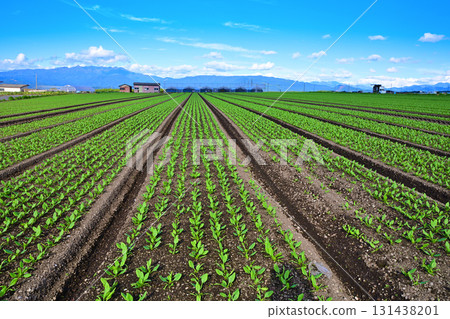 Beautiful leafy vegetable fields with a view of the Oze mountain range. Highland vegetables. Akagi Plateau. Showa Village. 131438201