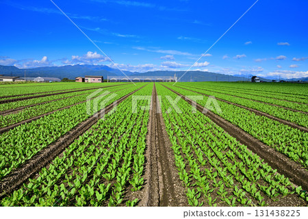 Beautiful leafy vegetable fields with a view of the Oze mountain range. Highland vegetables. Akagi Plateau. Showa Village. Beautiful leafy vegetable fields with a view of the Oze mountain range. Highland vegetables. Akagi Plateau. Showa Village. 131438225