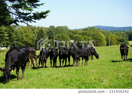 Cows grazing peacefully 131438342