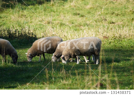 Sheep grazing peacefully Sheep grazing peacefully 131438371