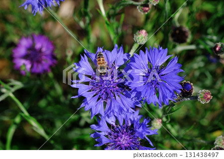 Blue flower chrysanthemum flower Blue flower chrysanthemum flower 131438497