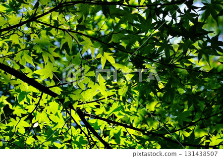 Fresh green maple leaves shining in the backlight Fresh green maple leaves shining in the backlight 131438507