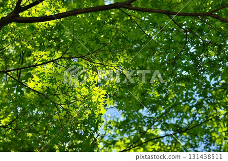 Refreshing fresh green Refreshing fresh green 131438511