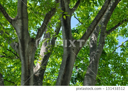 Sky looked up from the forest 131438512