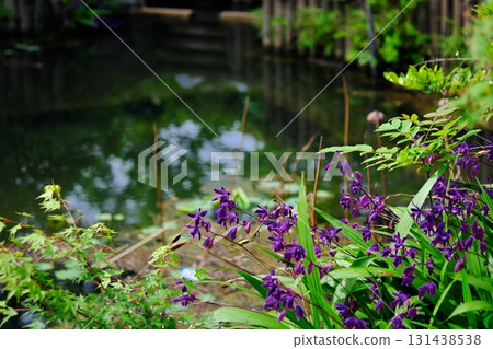 Purple irises blooming by the water Purple irises blooming by the water 131438538
