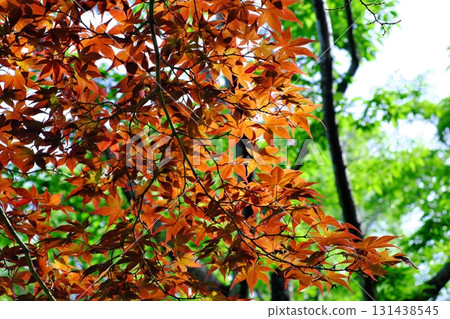 秋天的楓葉 131438545