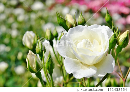 白玫瑰 131438564