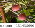 Red Apples Growing on Apple Tree Branch with Green Leaves 131438690