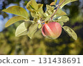 Single red apple hanging on apple tree branch with green leaves 131438691
