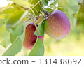Red and purple apples growing on apple tree branch with green leaves 131438692