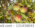 Fresh red yellow apples growing clusters apple tree branches green leaves organic harvest orchard fruit agriculture farm 131438693