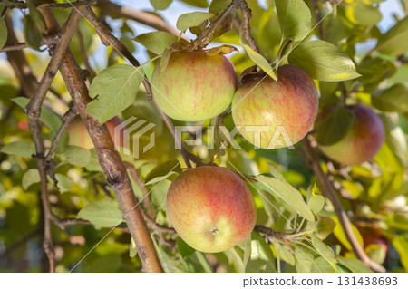 Fresh red yellow apples growing clusters apple tree branches green leaves organic harvest orchard fruit agriculture farm 131438693