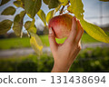 Hand picking red apple from tree branch orchard harvest farm fresh fruit agriculture autumn gardening nature outdoor 131438694