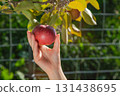Child hand holding red apple tree branch greenhouse garden harvest picking fresh fruit organic farming agriculture 131438695