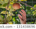 Female hand reaching red apple hanging tree branch orchard harvest picking garden fruit nature organic agriculture 131438696