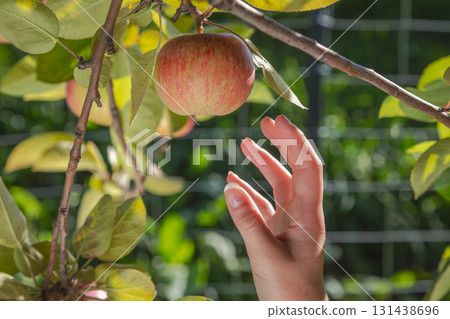 Female hand reaching red apple hanging tree branch orchard harvest picking garden fruit nature organic agriculture Female hand reaching red apple hanging tree branch orchard harvest picking garden fruit nature organic agriculture 131438696