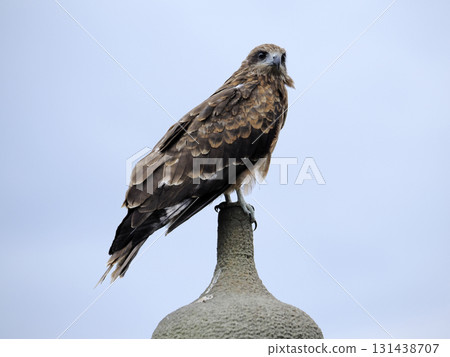 Wild black kite 131438707