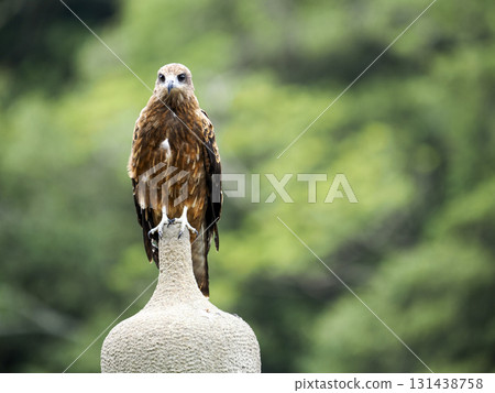 Wild black kite Wild black kite 131438758