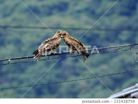 Wild black kite 131438759