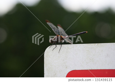 A dragonfly on a sign A dragonfly on a sign 131439115