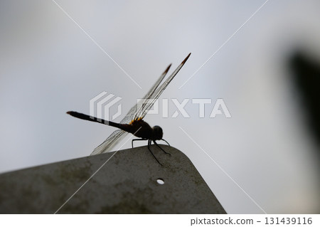 A dragonfly on a sign A dragonfly on a sign 131439116