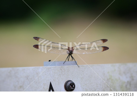 標誌上的蜻蜓 131439118