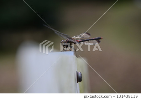 標誌上的蜻蜓 131439119