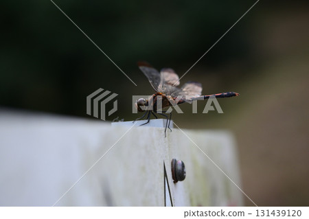 標誌上的蜻蜓 131439120