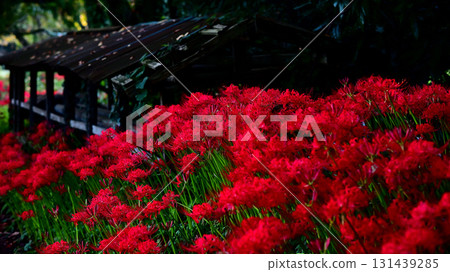 Higanbana flower field Higanbana flower field 131439285
