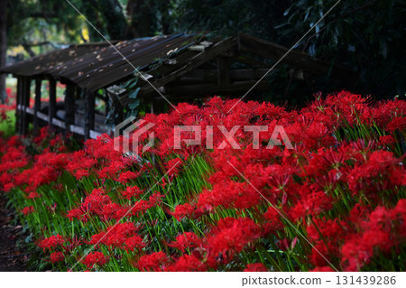 Higanbana flower field Higanbana flower field 131439286