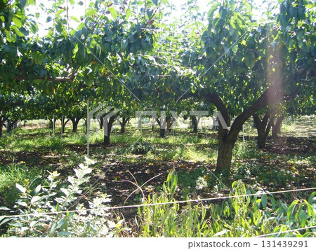 Vineyard Vineyard 131439291